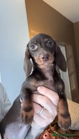 Miniature Dachshund dogs - Advert 5