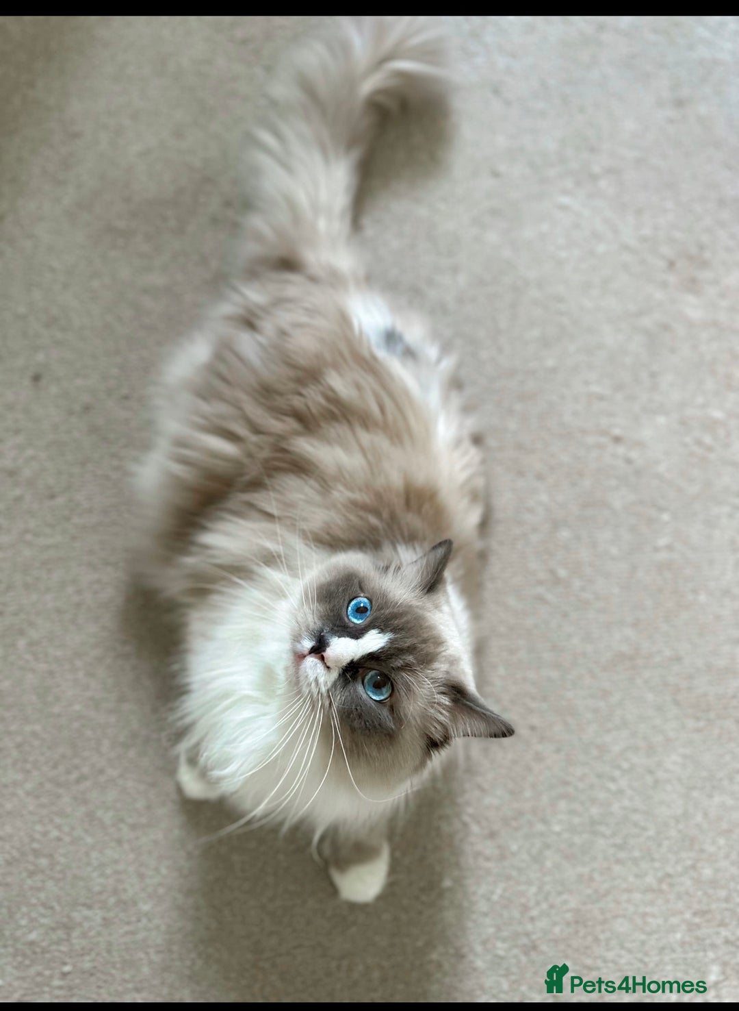 Ragdoll cats for sale: Purebred Ragdoll Kittens - Image 6