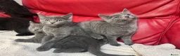 British Shorthair cats for sale: 5 adorable males looking for new home - Advert 4