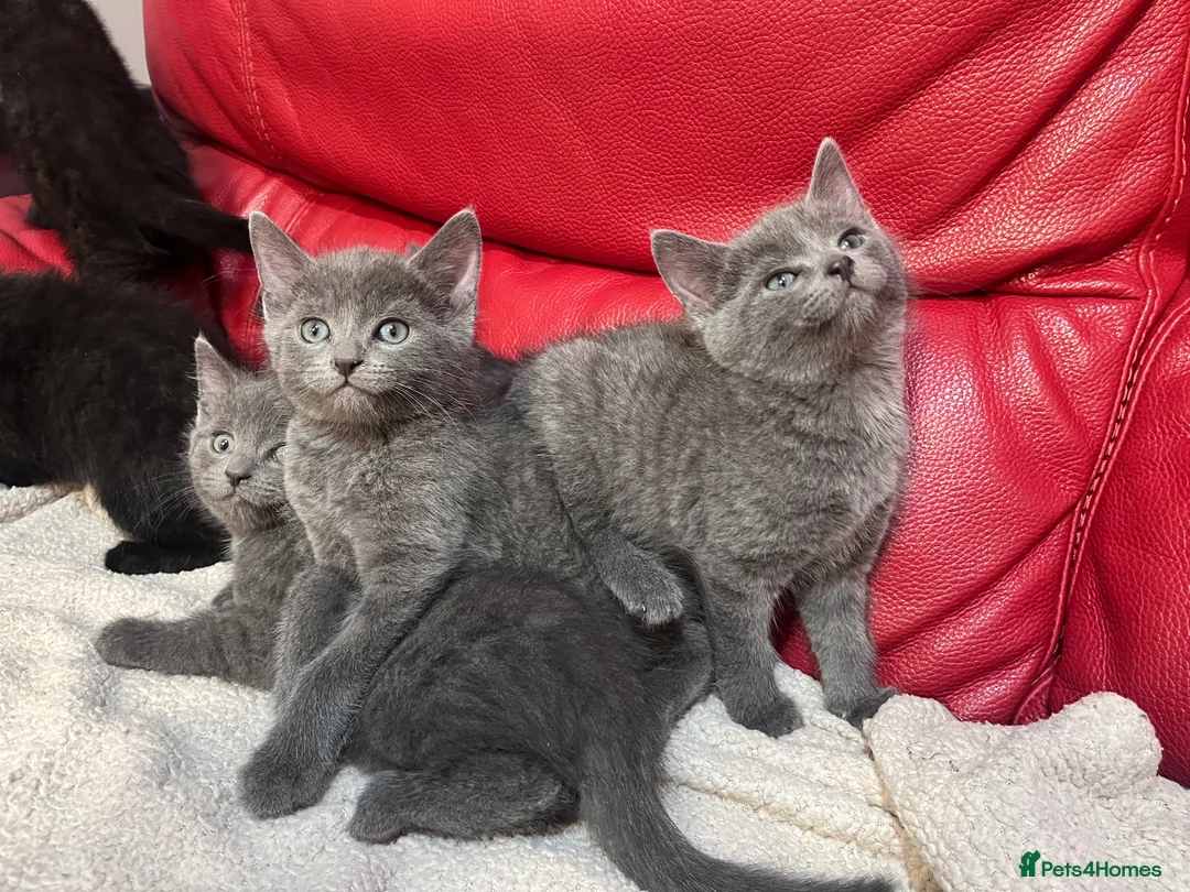 British Shorthair cats for sale: 5 adorable males looking for new home - Advert 4