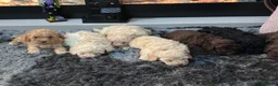 Toy Poodle dogs for sale: Amazing toy poodle puppies  - Advert 1