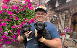 Border Collie dogs for sale: Beautiful border collie X puppies  - Image 5