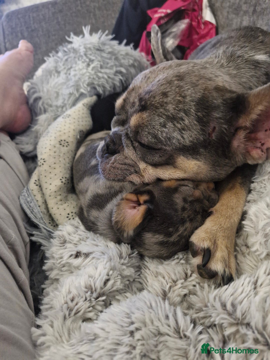 Mixed Breed dogs for sale: French Bull Wieners - Advert 8