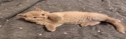 British Shorthair cats for sale: Wonderful, fluffy kittens - Advert 12