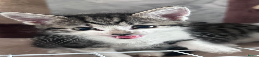 Mixed Breed Kitten 2