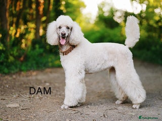 Standard Poodle dogs - Advert 1