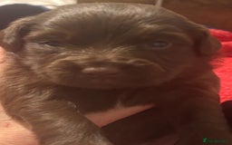 Mixed Breed dogs for sale: Cockeranians - Image 6