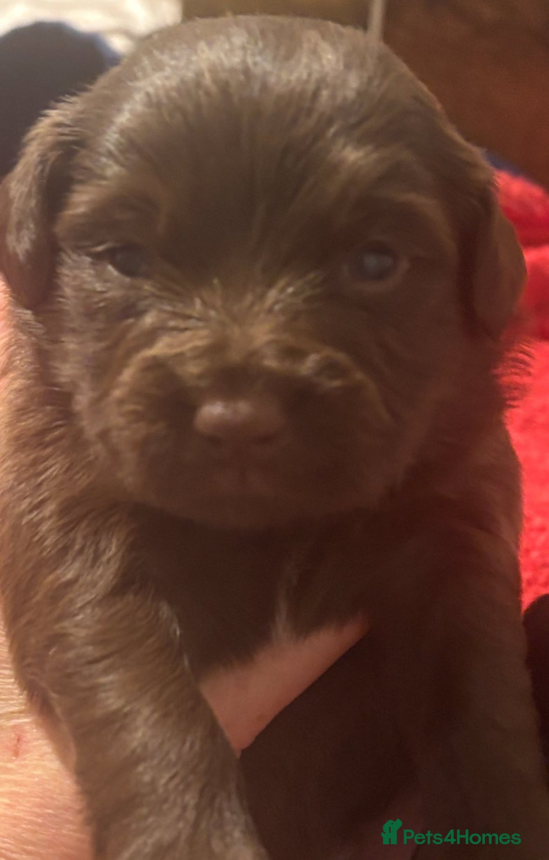 Mixed Breed dogs for sale: Cockeranians - Image 6
