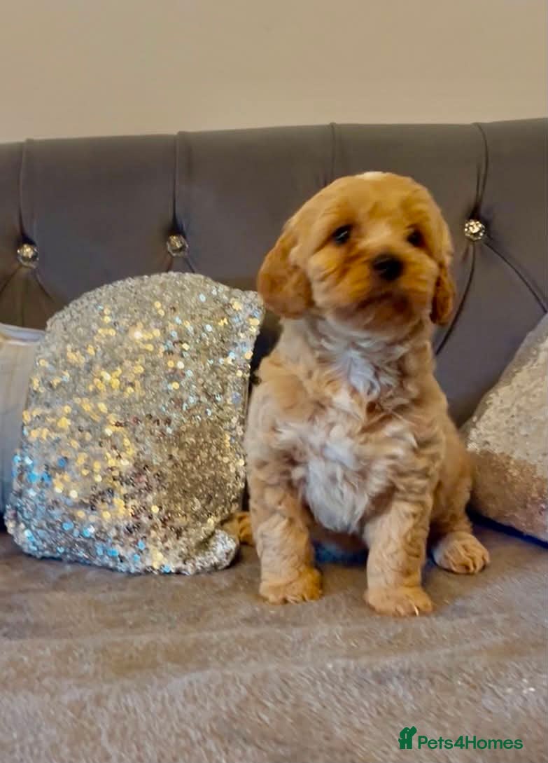 Cockapoo dogs for sale: Beautiful litter of Cockapoo puppies read add  - Advert 1