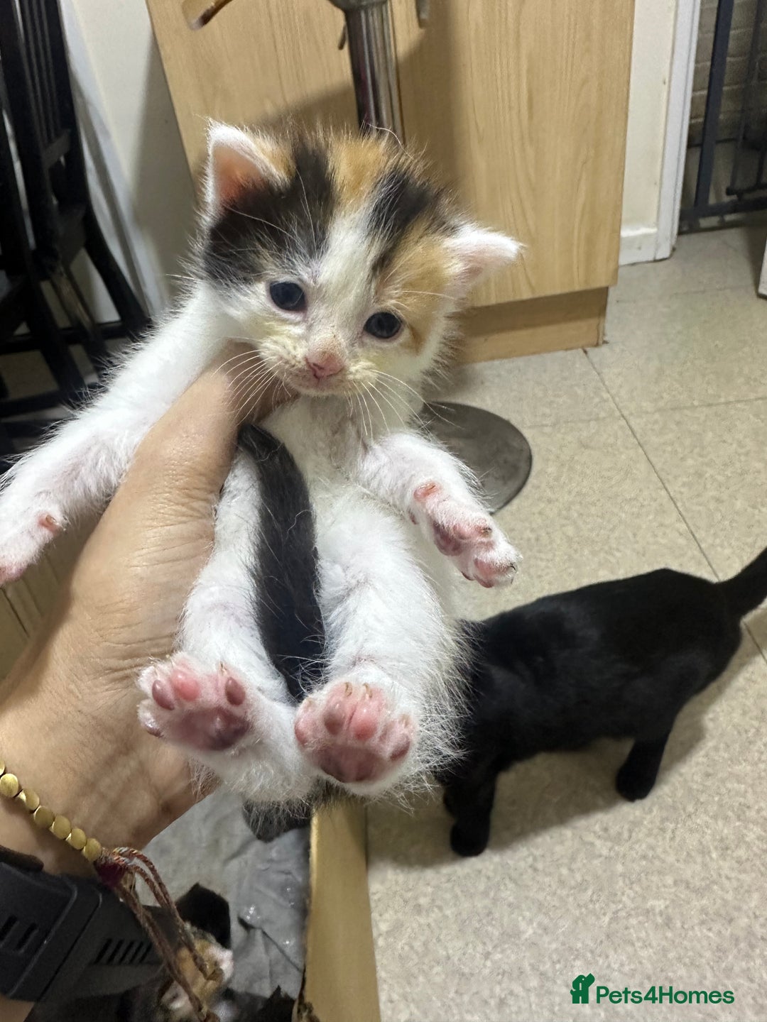 Norwegian Forest Cat cats for sale: Kittens for sale  - Advert 3