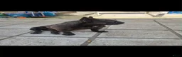 French Bulldog dogs for sale: French bulldog  - Advert 3