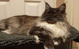 Maine Coon cats for sale: Adorable Maine Coon kittens in Manchester - Image 24