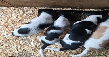 Mixed Breed dogs - Advert 12