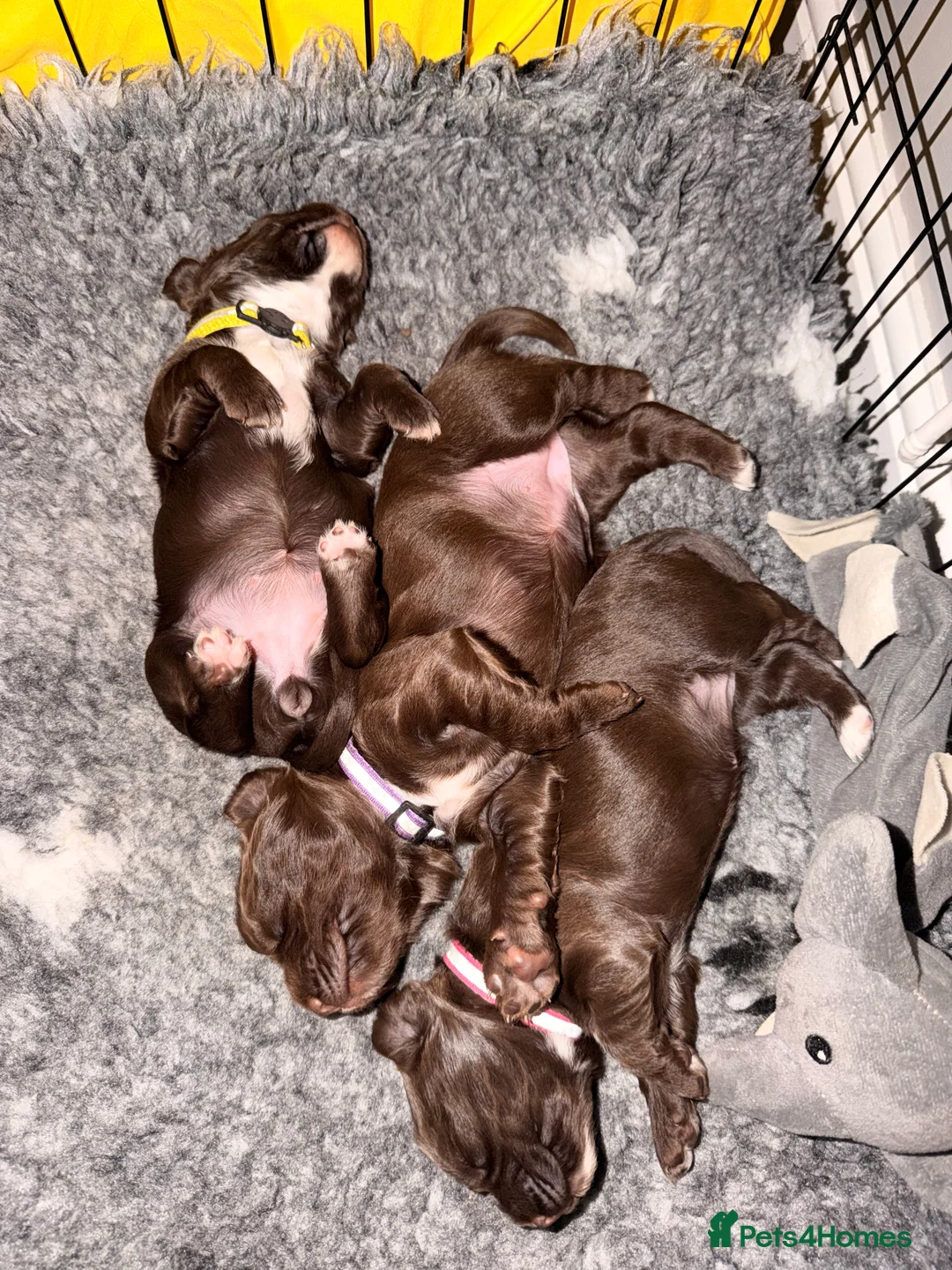 Cocker Spaniel dogs for sale: Cocker spaniel bitches  in Redcar - Advert 17