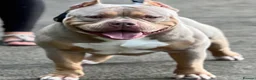American Bully dogs for sale: American pocket bully pups - Advert 3
