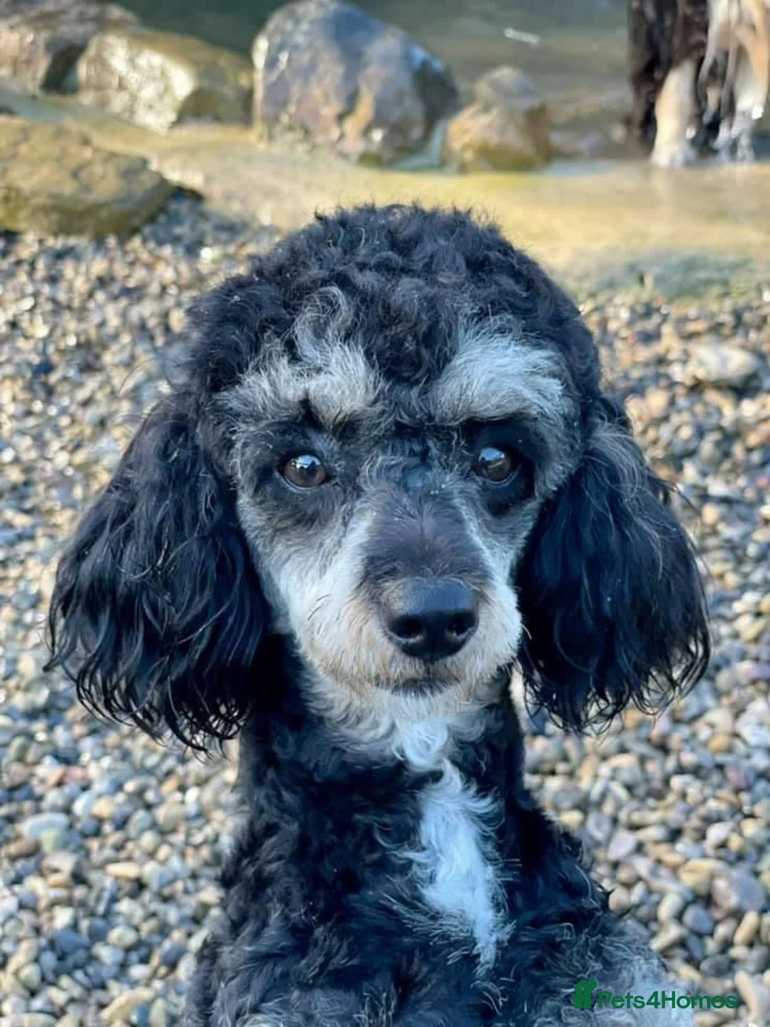 Cockapoo dogs for sale: Beautiful Health Tested Cockapoo Puppies - Advert 22