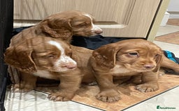 Cocker Spaniel dogs for sale: Cocker spaniel puppies  - Image 5