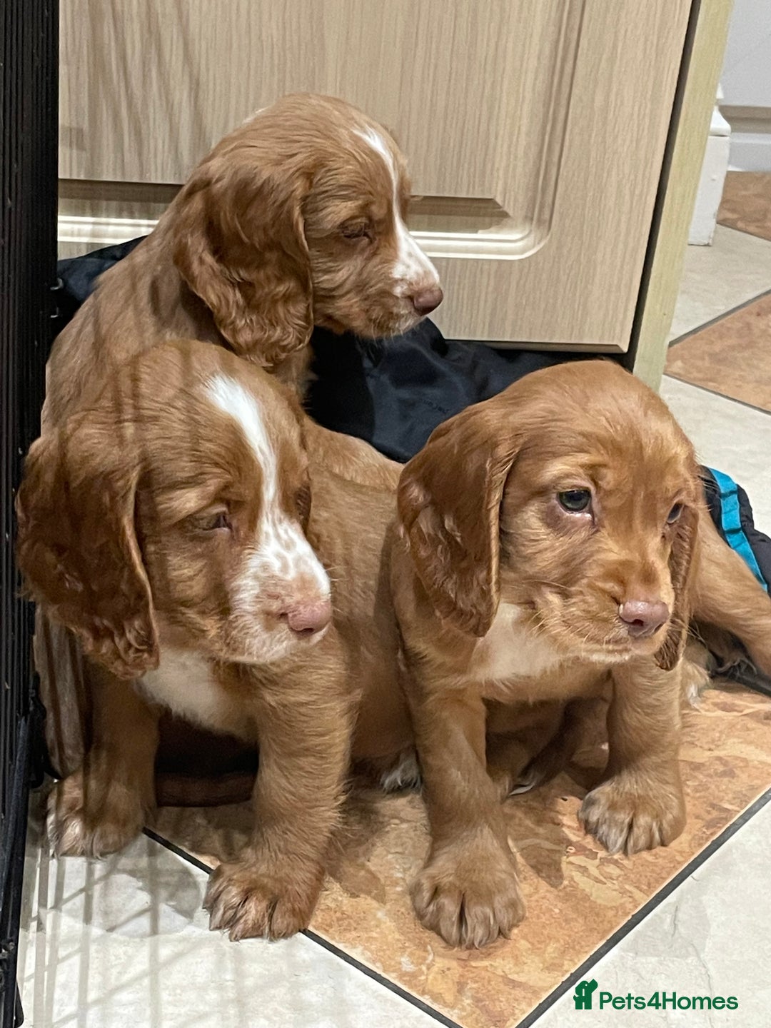 Cocker Spaniel dogs for sale: Cocker spaniel puppies  - Image 5