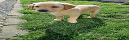 Labrador Retriever dogs for sale: Fox Red Labrador puppies for sale - Advert 4