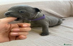 Staffordshire Bull Terrier dogs for sale: Absolutely cute Blue staffys for sale - Image 4