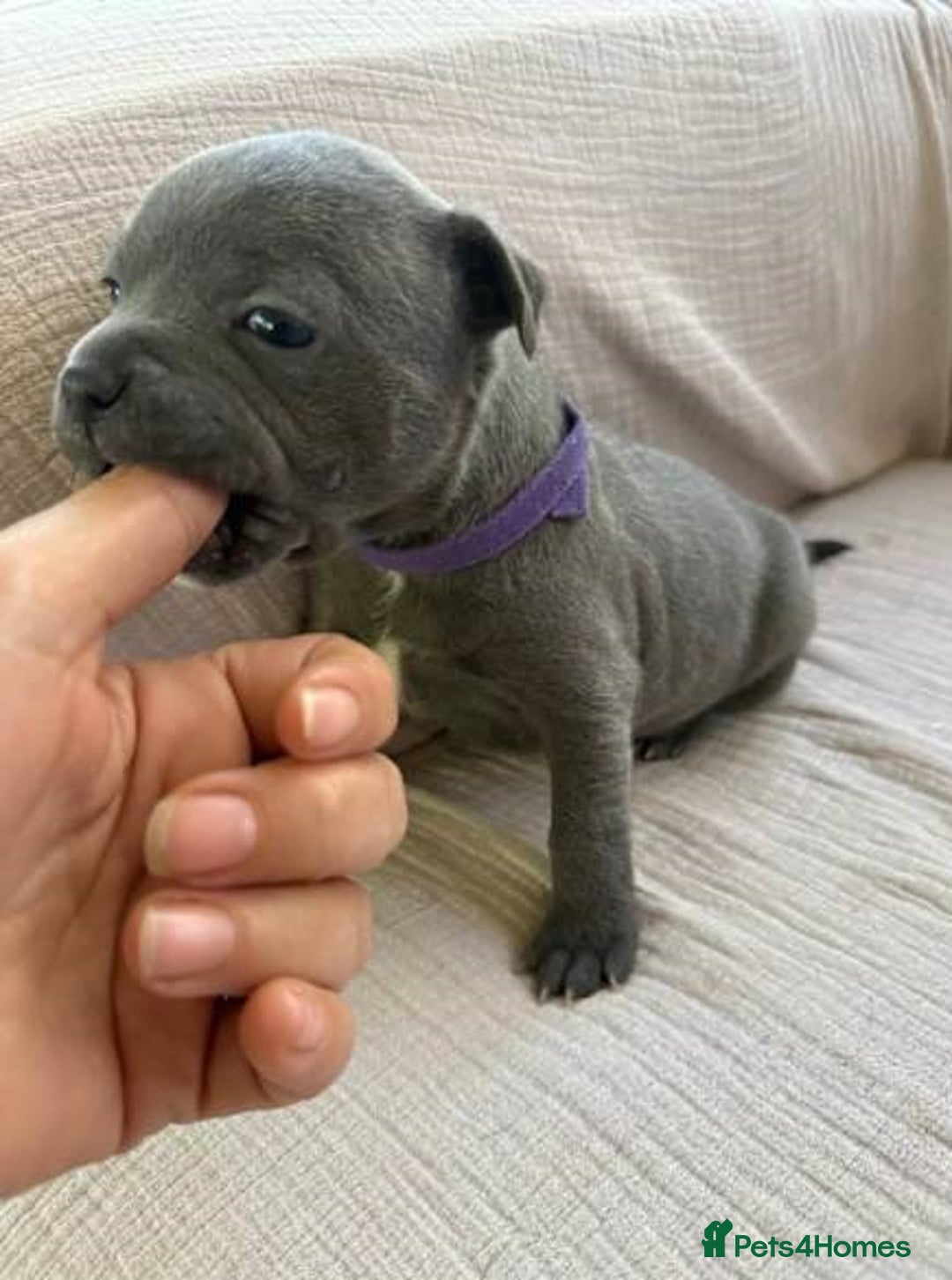 Staffordshire Bull Terrier dogs for sale: Absolutely cute Blue staffys for sale - Image 4