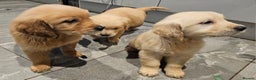 Golden Retriever dogs for sale: KC reg pedigree champion Golden Retriever pups - Advert 23