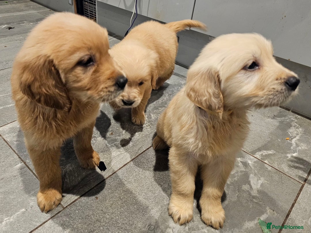 Golden Retriever dogs for sale: KC reg pedigree champion Golden Retriever pups - Advert 23