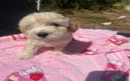 Maltipoo dogs for sale: Toy f1 maltipoos health tested champagne coloured  - Image 2