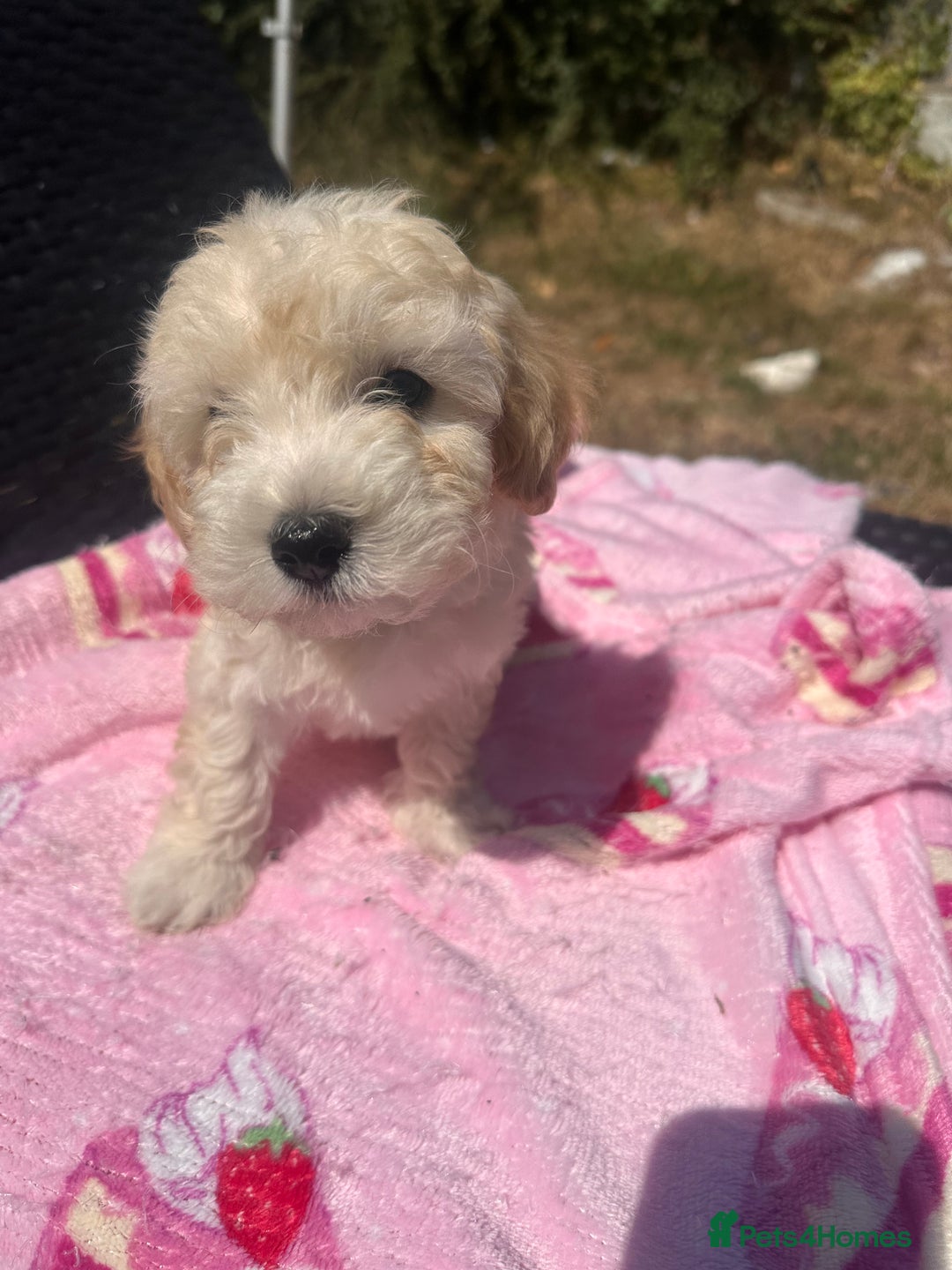 Maltipoo dogs for sale: Toy f1 maltipoos health tested champagne coloured  - Image 2