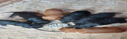 Cocker Spaniel dogs for sale: Beautiful Cocker Spaniels  in Morpeth - Advert 8
