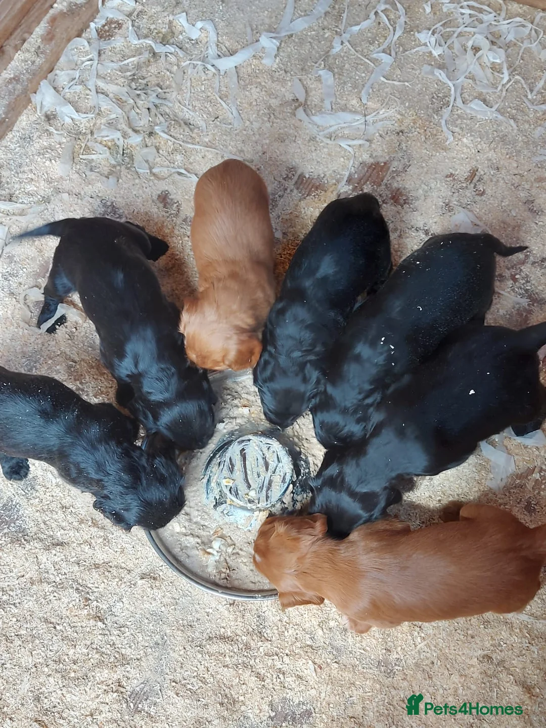 Cocker Spaniel dogs for sale: Beautiful Cocker Spaniels  in Morpeth - Advert 8