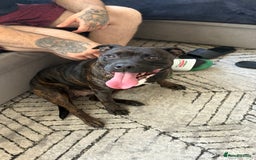 Staffordshire Bull Terrier dogs for sale: Kira  - Image 4