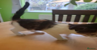 Mixed Breed cats - Advert 4