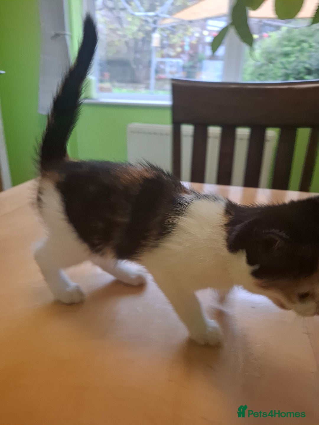 Mixed Breed cats for sale: 9 week old kittens available  - Image 3