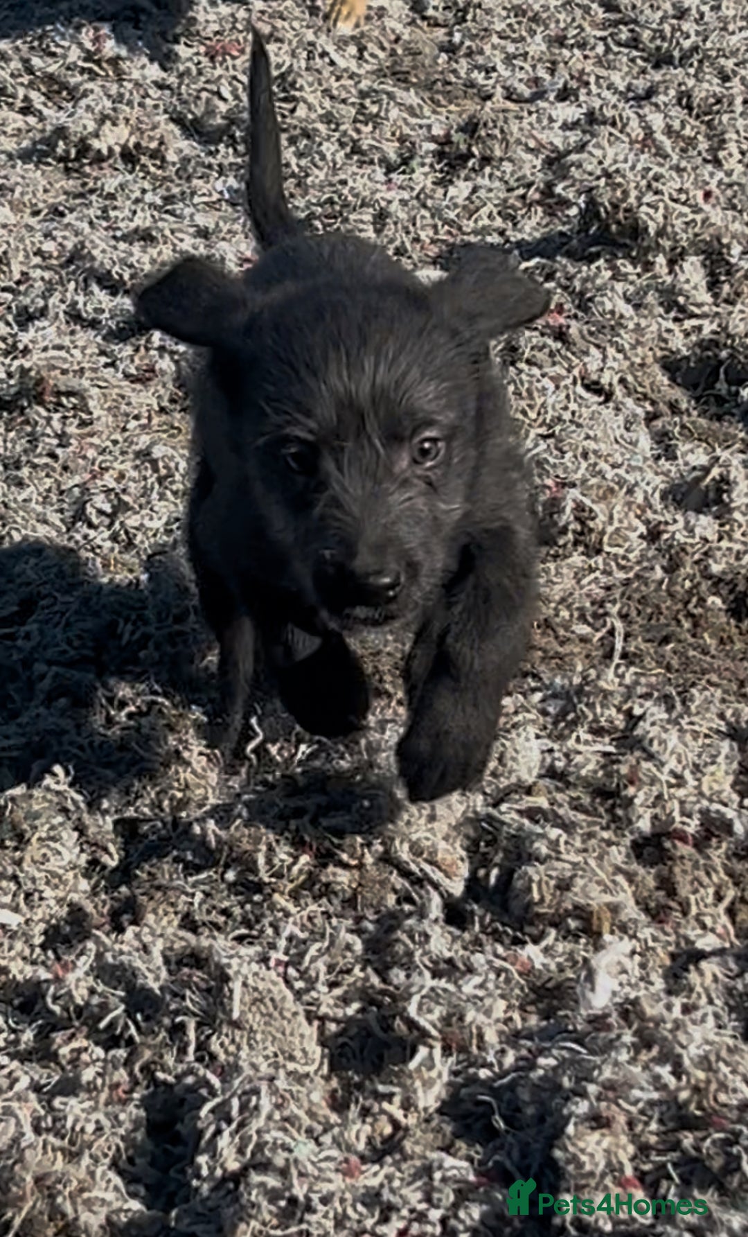 Mixed Breed dogs for sale: Bedlington/whippet Lurcher puppies - Image 5