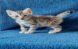 Bengal cats for sale: STUNNING GLITTER PELTED TICA REG BENGAL KITTENS - Image 15