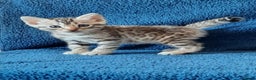 Bengal cats for sale: STUNNING GLITTER PELTED TICA REG BENGAL KITTENS - Advert 18