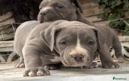 American Bully dogs for sale: Pocket bully puppies ready soon  - Image 23