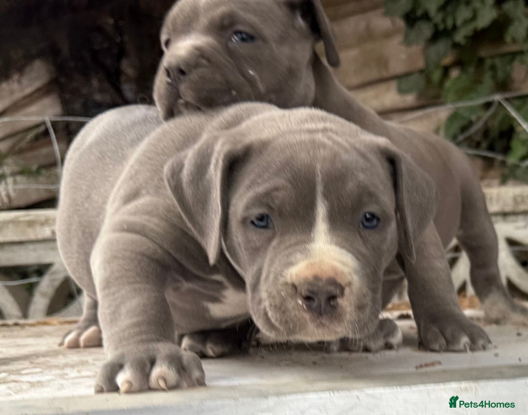 American Bully dogs for sale: Pocket bully puppies ready soon  - Image 23
