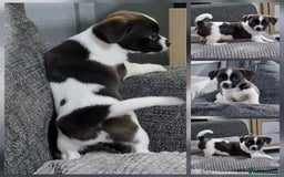 Jack Russell dogs for sale: Jack Russell Pups (ready 24th July) - Image 5