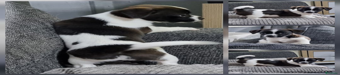 PUPPY 5 'DAISIE'