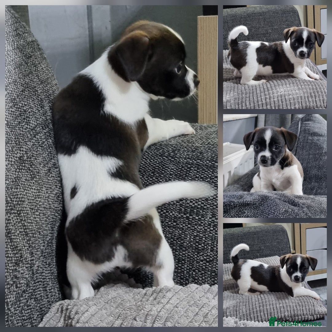 Jack Russell dogs for sale: Jack Russell Pups (ready 24th July) - Image 5
