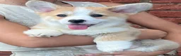 Welsh Corgi Pembroke dogs for sale: Welsh Pembroke corgis  in Lingfield - Advert 9