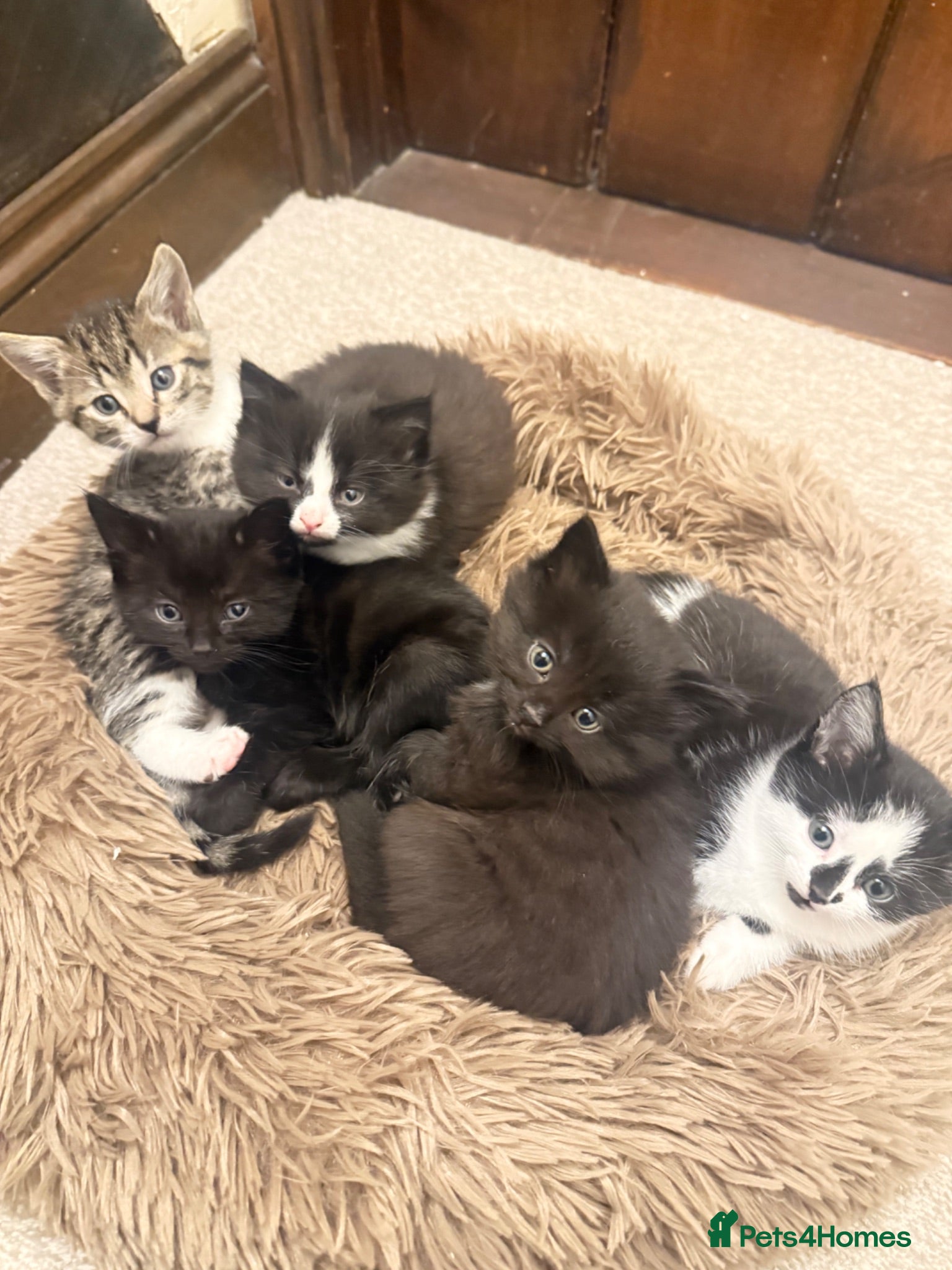 Mixed Breed cats Beautiful mixed breed Kittens  - Advert 1