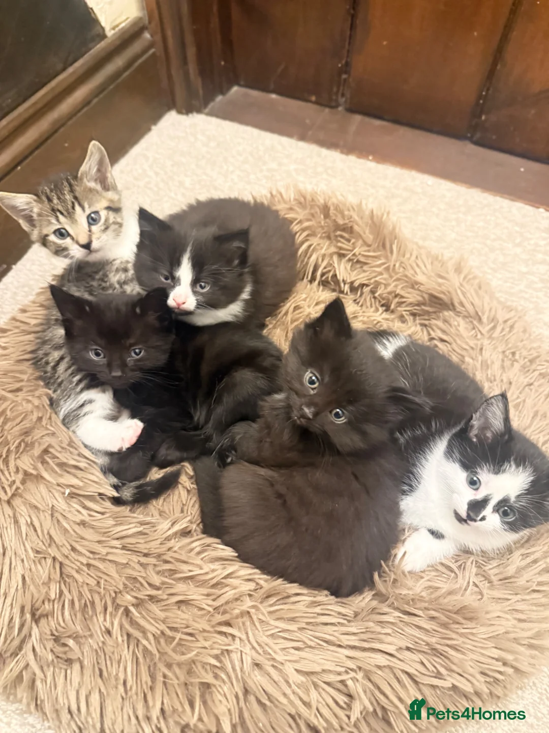Mixed Breed cats for sale: Beautiful mixed breed Kittens  - Advert 1
