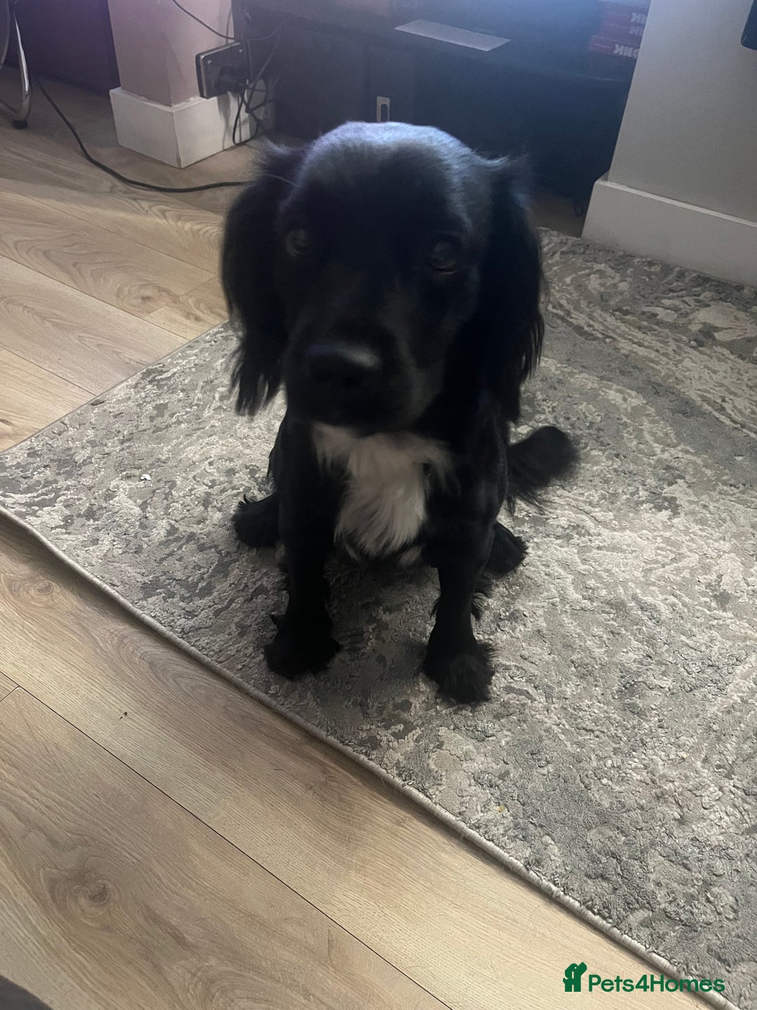 Mixed Breed dogs for sale: Spaniel/siberian Huskey puppies  - Image 10