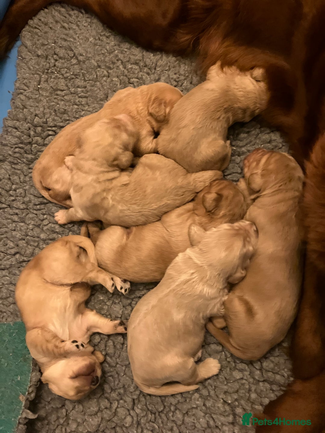 Labradoodle dogs for stud: Very special Australian labradoodle stud dog in Bedford - Image 4