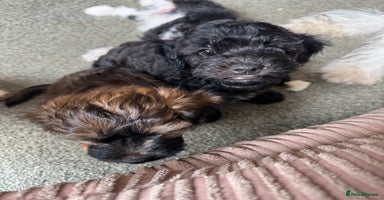 Shihpoo dogs in Telford - Advert 1