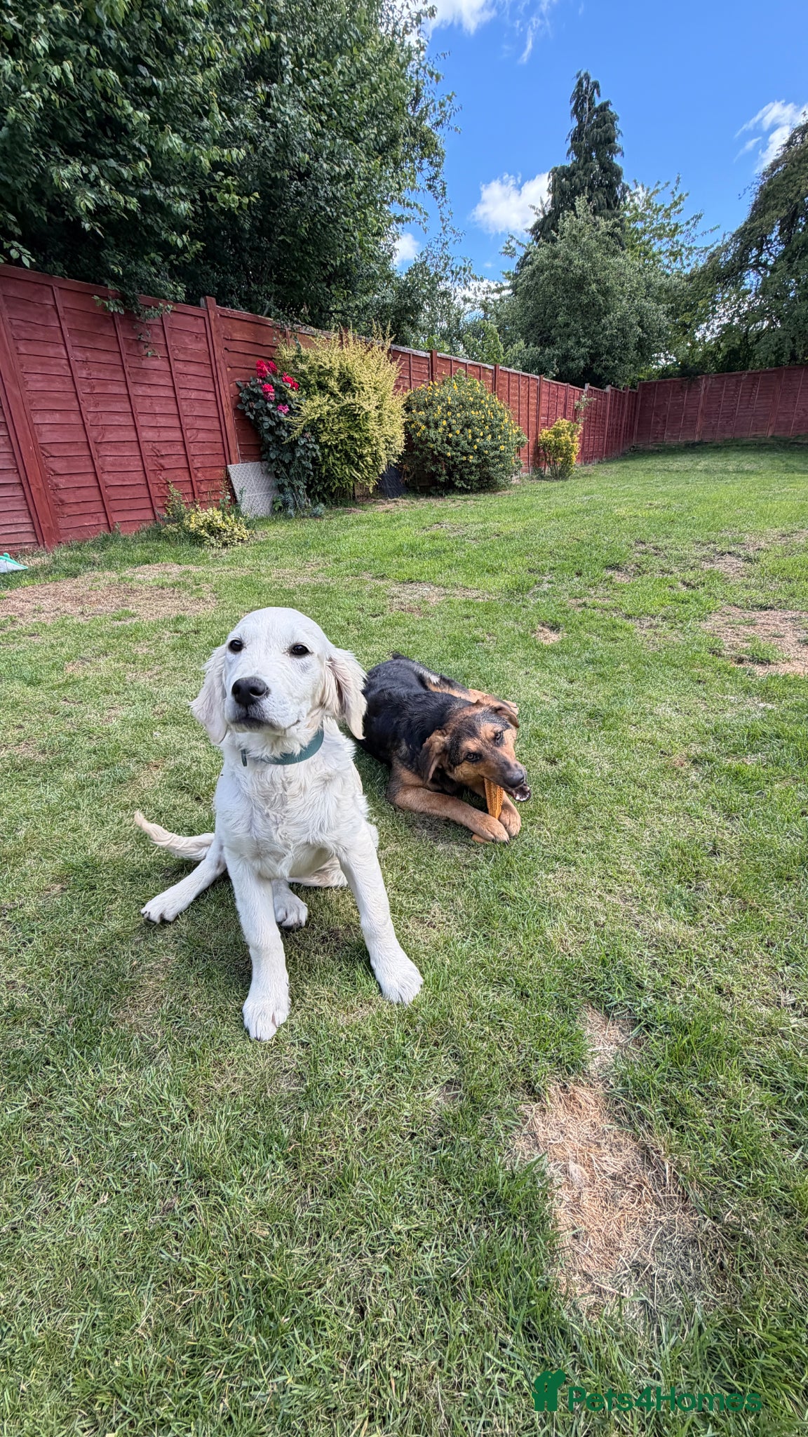 Golden Retriever dogs Golden Retriever & Bestie Looking For Home ❤️ - Advert 2