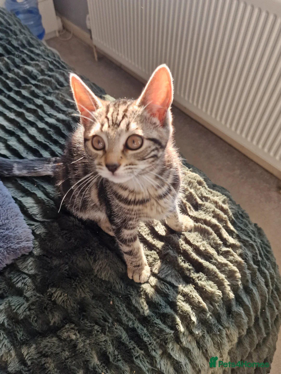 Mixed Breed cats for sale: Mum and kittens for sale in Coventry - Advert 7